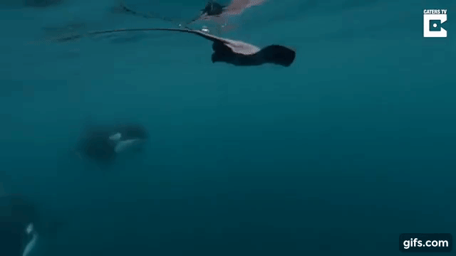 矛齿鲸骨架:为什么在青岛海底世界看到的抹香鲸的头骨不对称？