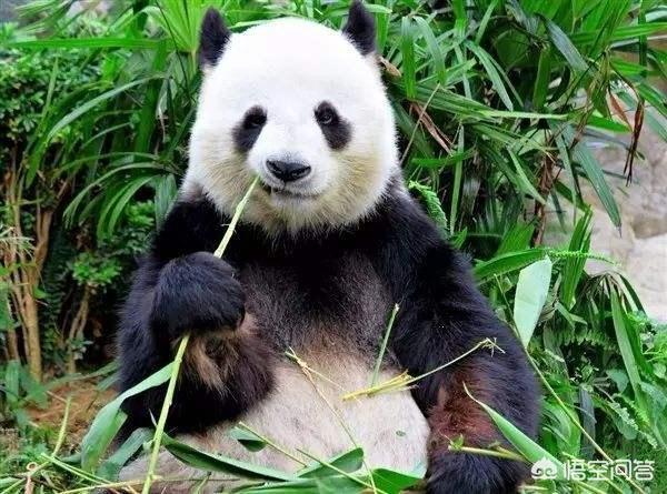 动物园为什么不让熊猫吃肉，为什么不能在动物园里投喂动物