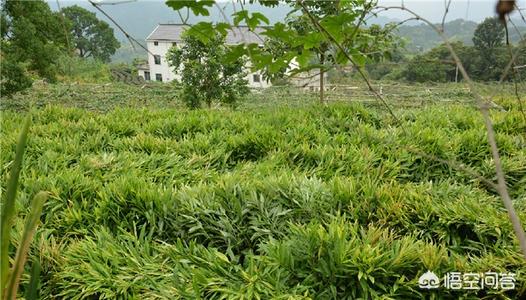 阳荷露天种植,越冬应该如何管理？