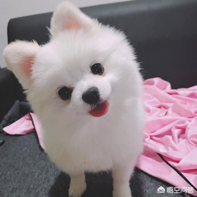 头条问答 如何延长博美犬的寿命 6个回答