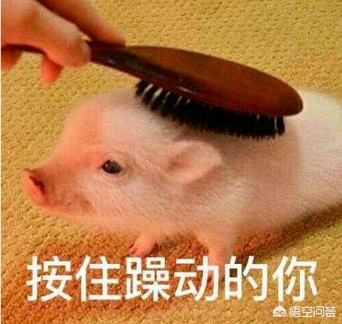 <a href=https://maguai.com/list/256-0-0.html target=_blank class=infotextkey>朋友圈</a>发图专用图片:手机答题，在哪里找配图呢？
