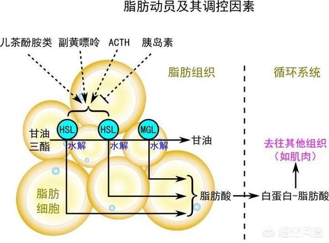 真假蛋白质的变瘦阳谋，减肥肉变松了是蛋白质补充得不够吗