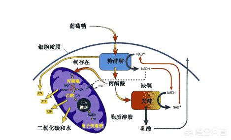 真假蛋白质的变瘦阳谋，减肥肉变松了是蛋白质补充得不够吗