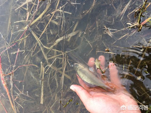 伏尔加河的鱼的个人空间:水草对鱼情的益处不少，反噬作用同样不可忽视，钓鱼人如何应对？ 伏尔加河的鱼什么意思