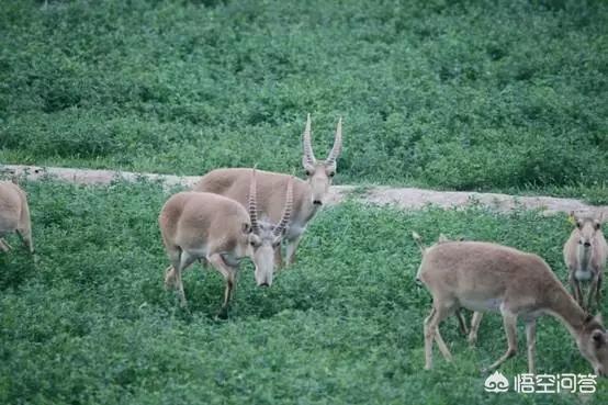 中大型犬类即将面临灭绝:城市禁养大型犬、烈性犬是地方性法规吗？它和物权法冲突吗？