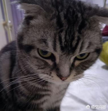 猫咪恨主人的十种表现蓝猫:猫咪讨厌你会有什么表现？