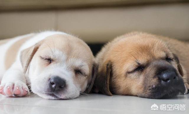 头条问答 - 如何判断两只狗狗关系好不好呢?(6个回答)