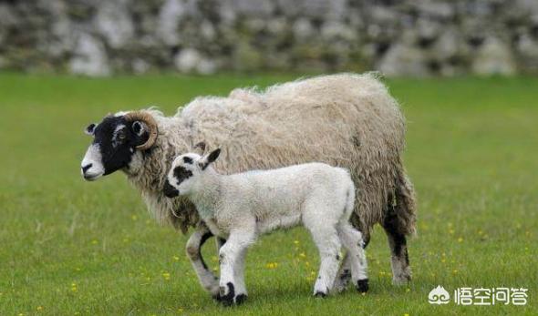 79年属羊的一生婚姻状况,属鸡和属羊的适合结婚吗？