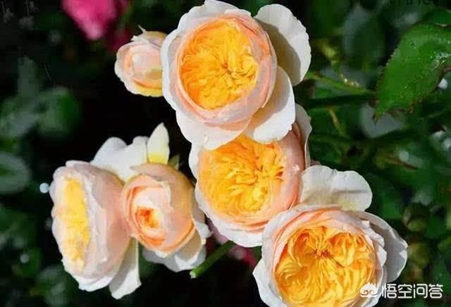 vents月季花品种介绍及图片:月季朱丽叶好种吗？有哪些技巧？