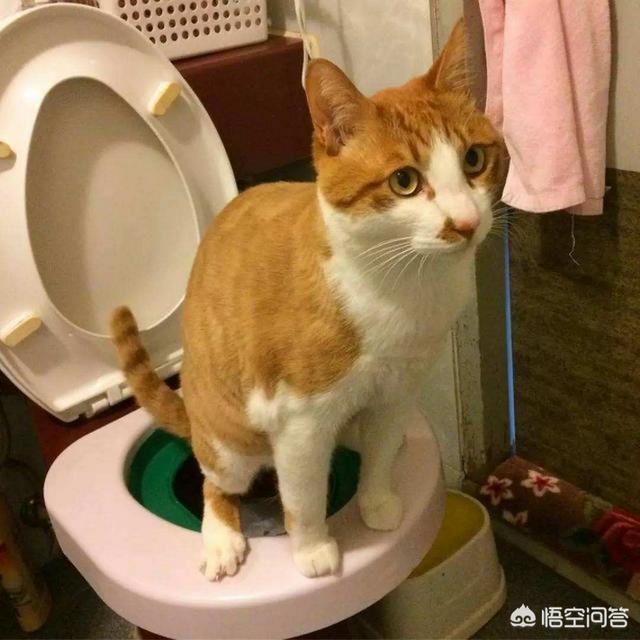 漫画甜蜜猫猫:猫咪和漫画之间，你会选择谁呢？为什么？
