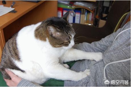 漫画甜蜜猫猫:猫咪和漫画之间，你会选择谁呢？为什么？