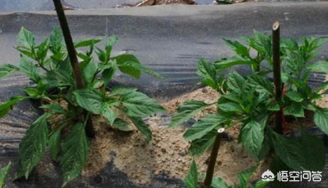 头条问答 如何进行科学种植胡椒 有没有什么细节要注意 种植世界的回答 0赞