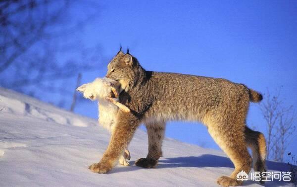 平头哥蜜獾图片高清:鼬科动物会对猫科动物构成威胁吗？为什么？