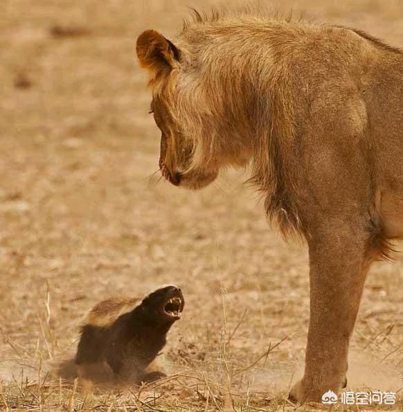平头哥蜜獾图片高清:鼬科动物会对猫科动物构成威胁吗？为什么？