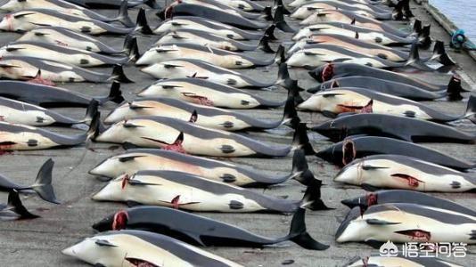 日本累计捕杀了多少鲸鱼？