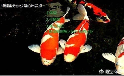 德系锦鲤鱼图片:锦鲤鱼怎样分公母？饲养时，该注意些什么？