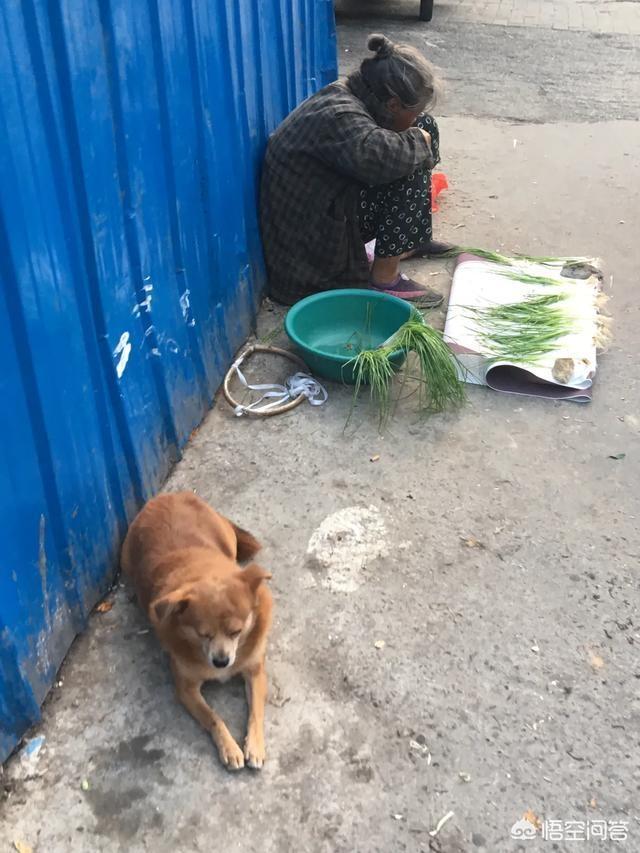 孙俪与流浪狗的故事:贫穷且老的人对流浪猫狗都有异于常人的爱心，是基于同病相怜吗？