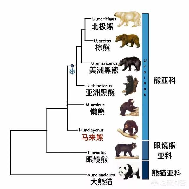 狗熊，棕熊，黑熊，北极熊四个熊有什么区别？