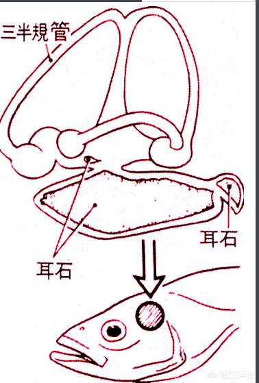 头条问答 鱼有耳朵吗 大大小问号的回答 0赞