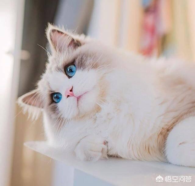 关在家里的猫的猫瘟吗:得了猫瘟的猫咪痊愈回家后需要和家里健康猫隔离多久？