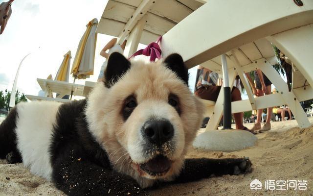 松狮好养吗:为什么养一只松狮犬带出门从没有怕过？