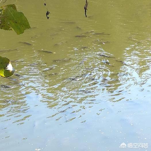鱼会吃观赏植物吗?:淡水鱼塘什么动物吃腐蚀性植物？