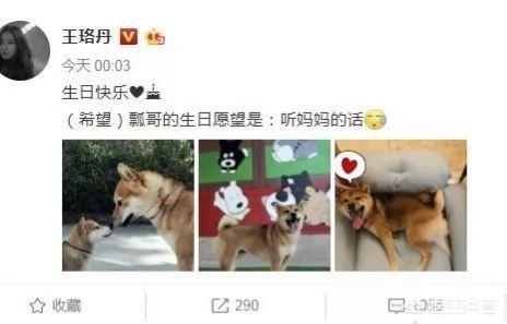 蔡依林为爱犬庆生:《急诊科医生》的演员现在都怎么样了？