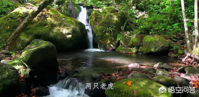 两只老虎评价:电影《两只老虎》上映后，为什么有观众大呼失望