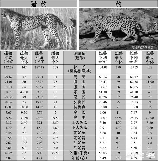 花豹突击队txt下载:花豹和猎豹谁体形大更厉害？为什么？