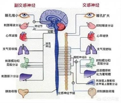 怎样控制副交感神经兴奋的表现交感神经和副交感神经兴奋的表现