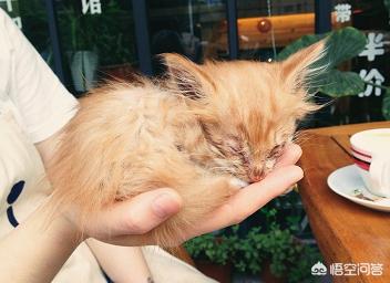 可爱宠物猫名字大全:宠物猫的名字大全起名 养土猫会遭人嫌弃吗？难道只有名猫才值得去养吗？