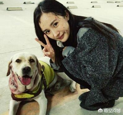 色狗狗电影:你知道拉布拉多犬参演过什么电视剧和电影吗？