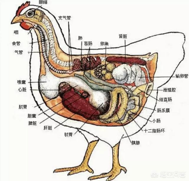 动物是怎么交流配的过程:卵生动物是不是都跟鸡一样不交配也能下蛋？