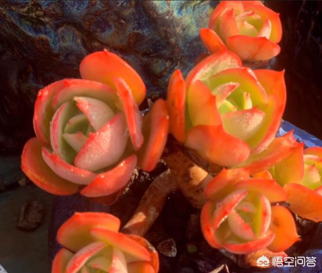魔南景天夏季落叶怎么办:多肉的叶子一碰全掉了，是什么原因？