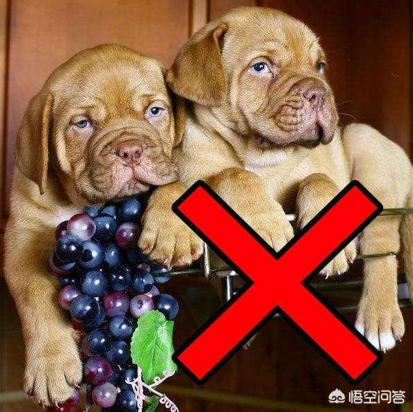 贵妇犬能吃葡萄吗:贵妇犬除了吃狗粮还能吃别的吗 泰迪犬不可以吃哪些水果？