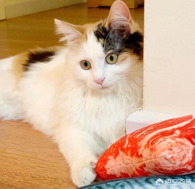 go猫粮的猫不吃:猫不愿意吃好的猫粮怎么办？