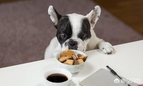 法斗宠物餐具:法国斗牛犬会很难饲养吗，要注意什么？