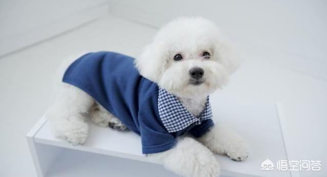 小型狗的寿命:小型犬的寿命 为什么泰迪大多活不过15岁？