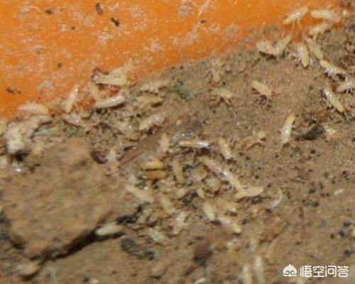 怎样养牛头犬蚁:蚂蚁在哪些阶段会危害金蝉，我们又该如何预防？