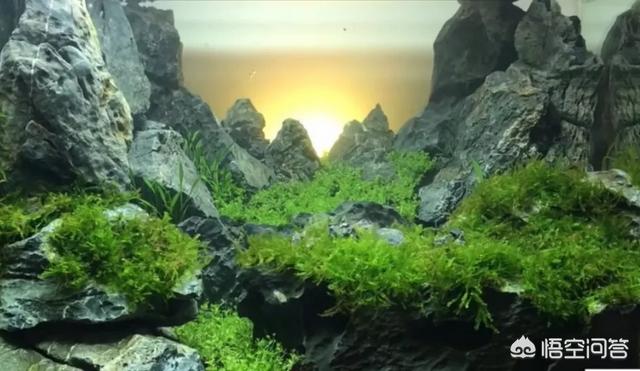 水草能在火山石生长么?:草缸可以先放水草泥种上水草后，在上面再去铺一层底砂吗？