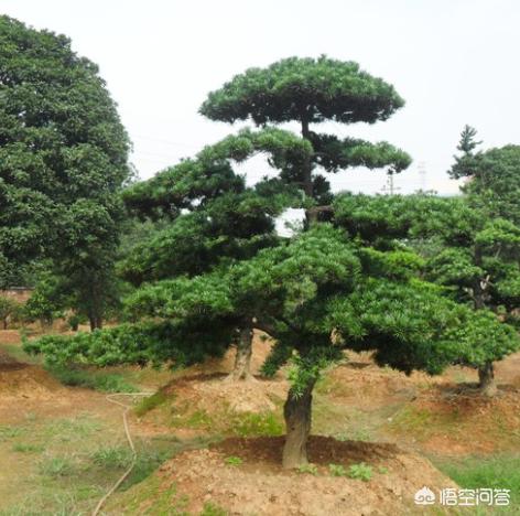 罗汉松:河沙土上能栽罗汉松吗？怎么样？