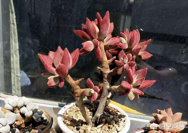 多肉大和锦根能长多粗:锦晃星枝太长怎么办?头大，枝细又长，怎么办？