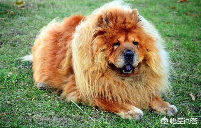松狮好养吗:为什么现在的人都不养松狮犬了？