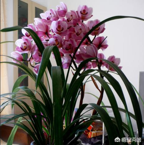九子大花蕙兰的图片:大花蕙兰的根都到植料表面了，该怎么处理？