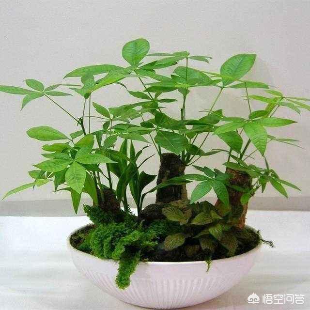 矮脚红花美人蕉价格查询:刚装修的房子放些什么绿植比较好？