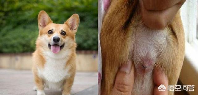柯基犬图片:柯基犬多久挤一次肛门腺？怎么挤？