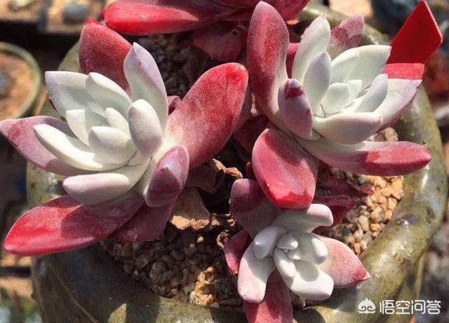 翡翠景天多肉图片:法师三仙夏天怎么能顺利服盆？