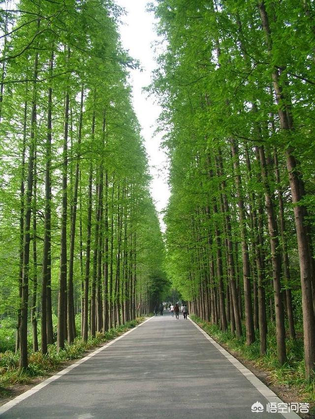 我有十亩地我想种点风景树有前景好的品种推荐吗