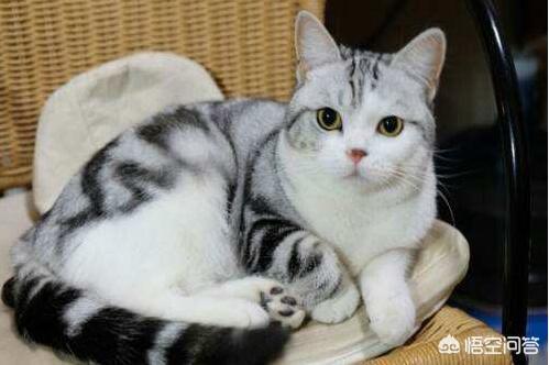 美国短尾猫:养美国短毛猫有什么好处？