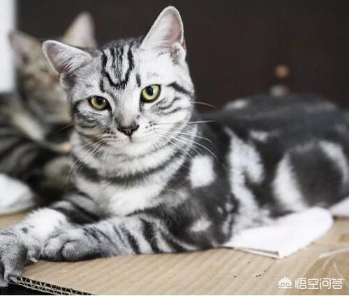美国短尾猫:养美国短毛猫有什么好处？